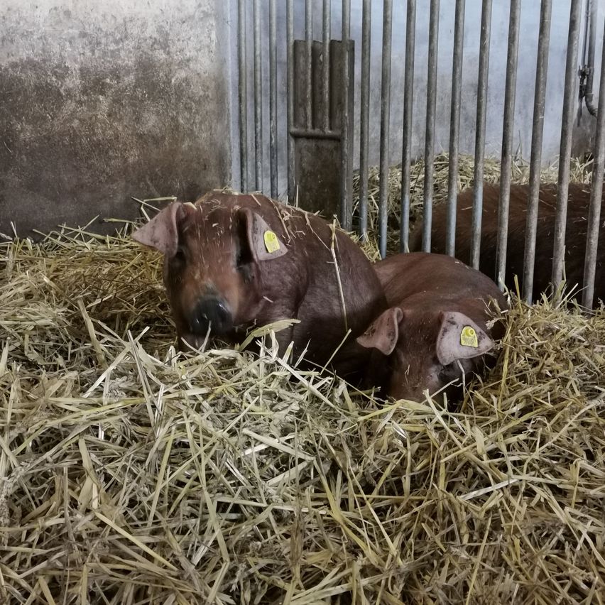 Zwei Schweine mit gelben Etiketten an den Ohren ruhen in einem mit Heu gefüllten Käfig mit Metallstäben.