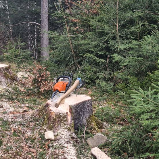 Bild enthält, Plant, Tree, Vegetation, Land, Nature, Outdoors, Rainforest, Tree Stump, Device, Jungle