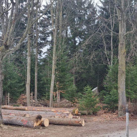 Bild enthält, Tree, Tree Trunk, Wood, License Plate, Vehicle, Fir, Car, Vegetation, Wheel, Woodland