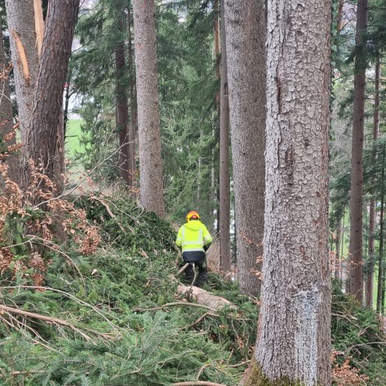 Bild enthält, Grove, Land, Tree, Vegetation, Woodland, Tree Trunk, Hardhat, Jungle, Wilderness, Rainforest
