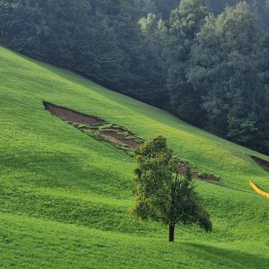 Ein grasbewachsener Hügel mit einem Baum vor einem dichten Wald. Gelbe Barrieren befinden sich ganz rechts. Der Boden ist uneben.