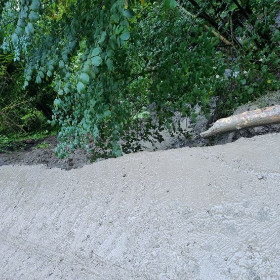 Eine Landschaft mit einem feuchten Erdufer unter einem Baum mit üppigen grünen Blättern, mit einem Baumstamm am Hang.