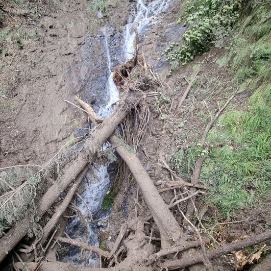 Ein Bach fließt durch einen Wald, unterbrochen von umgestürzten Bäumen und Ästen. Das Gebiet ist schlammig mit verstreuten Pflanzen.
