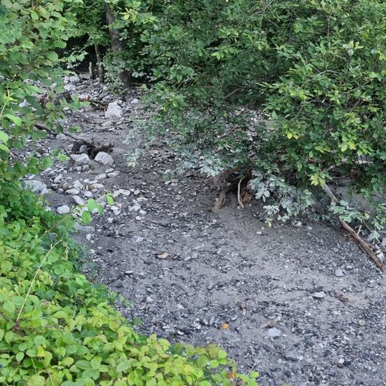 Ein felsiger Pfad in einem Wald mit dichten grünen Büschen und verstreuten Blättern.
