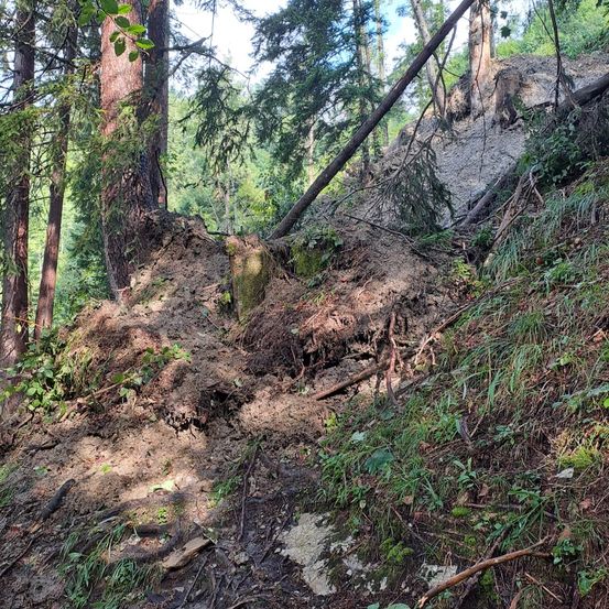 Eine Waldszene mit umgestürzten Bäumen und einem steilen Hang mit freiliegendem Boden und Wurzeln. Hohe Bäume umgeben das Gebiet, wobei das Sonnenlicht durch das Blätterdach filtert.
