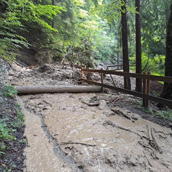 Ein schlammiger Pfad im Wald, mit einem umgestürzten Baum, der den Weg blockiert, und einem Holzzaun in der Nähe.
