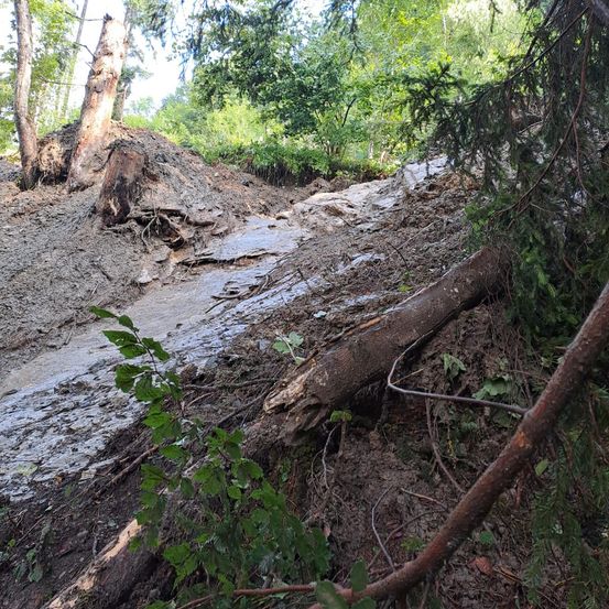 Ein schlammiger Hang mit einem umgestürzten Baum und mehreren Pflanzen, umgeben von üppigem grünem Baumbestand.