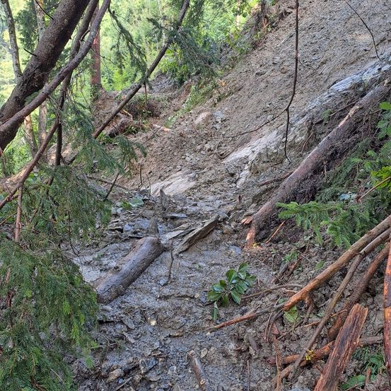 Ein Waldweg mit umgestürzten Bäumen und schlammigen Pfaden, bedeckt mit grünem Laub.