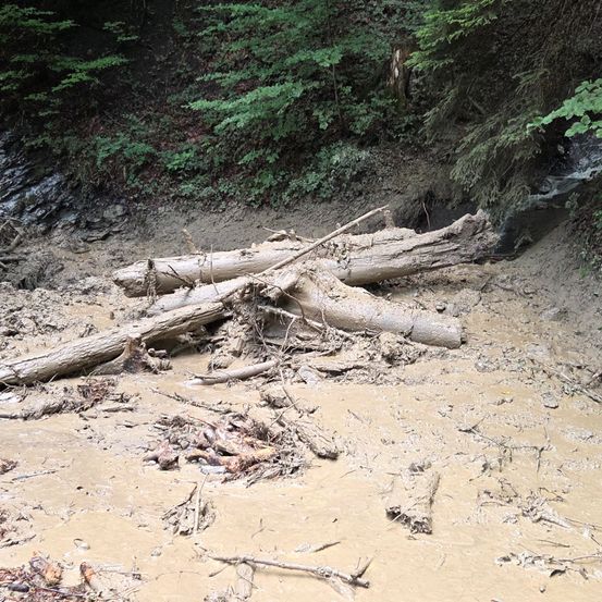 Ein Waldgebiet mit Schlamm und umgestürzten Baumstämmen. Der Schlamm ist dick und bedeckt den Boden. Es gibt mehrere Bäume und Pflanzen in der Umgebung.