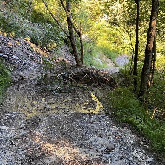 Ein Lehmweg im Wald mit gelben Markierungen auf dem Boden. Bäume und Gras umgeben den Weg, durch den Sonnenlicht filtert.