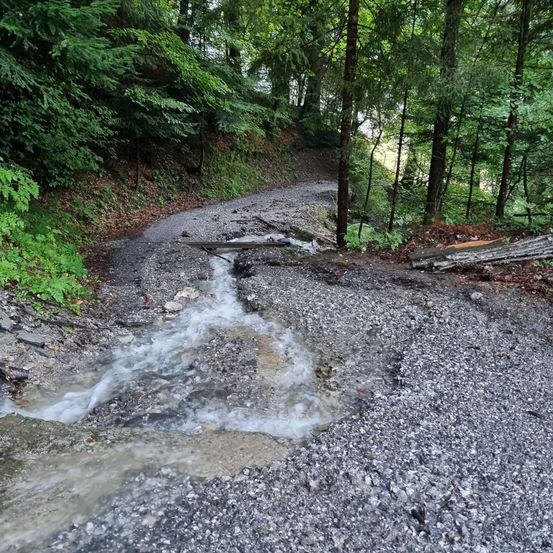 Ein Schotterweg mit einem Wasserstrom, der durch einen Waldbereich fließt. Bäume säumen beide Seiten.