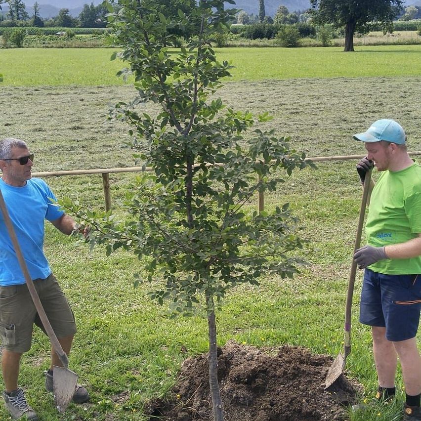 Zwei Männer pflanzen einen Baum auf einem Grasfeld mit einem Holzzaun, Bergen und Bäumen im Hintergrund. Ein Mann hält eine Schaufel und der andere einen Baum.