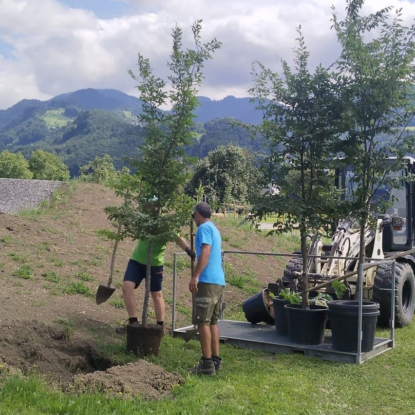 Zwei Männer pflanzen junge Bäume mit Hilfe eines Traktors. Einer hält eine Schaufel, der andere trägt ein grünes Shirt. Die Szene findet im Freien statt, mit Bergen im Hintergrund.