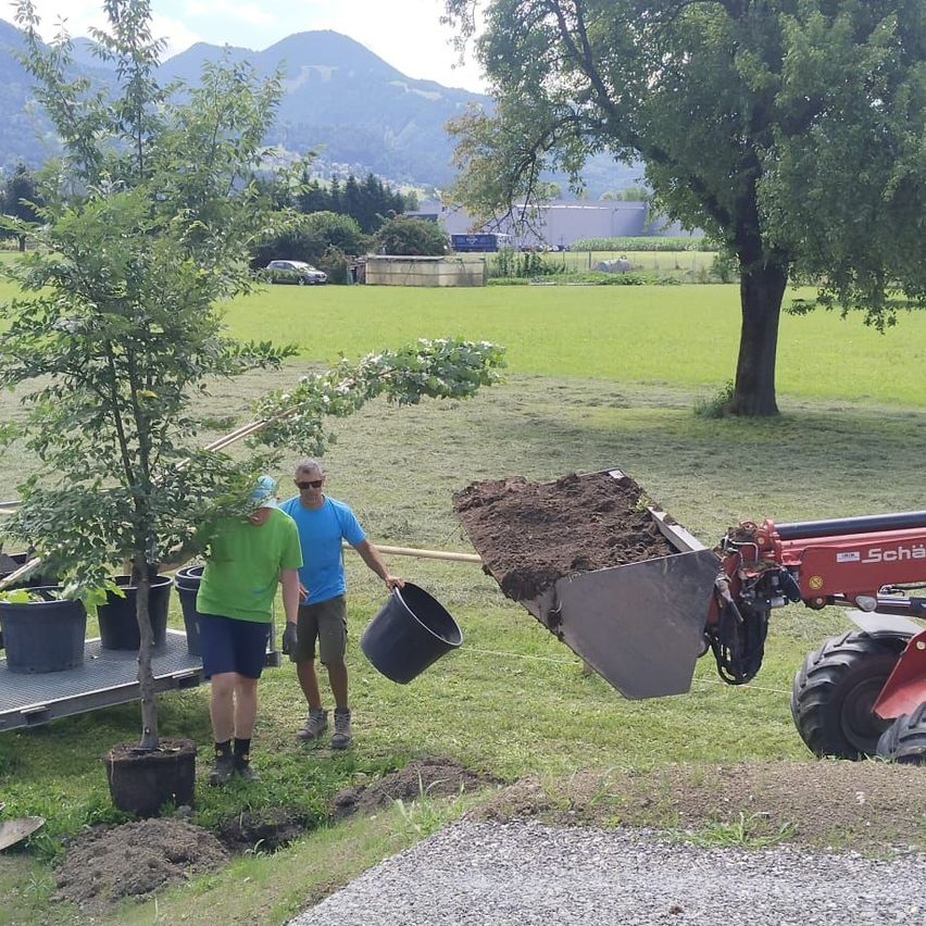 Zwei Männer pflanzen einen Baum mit Hilfe eines roten Traktors an einem sonnigen Tag. Der Traktor trägt einen Eimer Erde. Sie sind von anderen Topfbäumen umgeben. Im Hintergrund befindet sich ein weitläufiges grünes Feld und Berge.