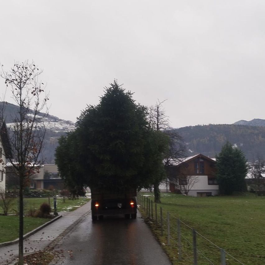 Ein Lkw mit einem großen Tannenbaum fährt auf einer nassen Straße in einem Dorf. Im Hintergrund sind Bäume und Häuser zu sehen. Der Himmel ist bedeckt.