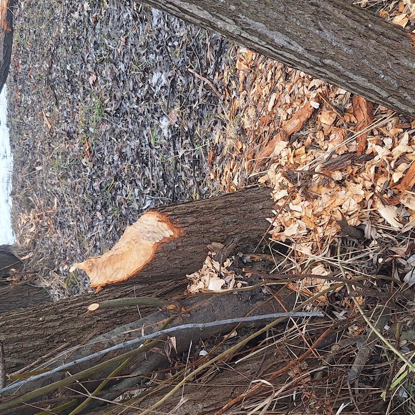 Eine Nahaufnahme eines Baumstamms mit einem geschnittenen Abschnitt, der das innere Holz zeigt. Drumherum verstreut sind trockene Blätter und Zweige. Der Boden ist mit Abfällen bedeckt.