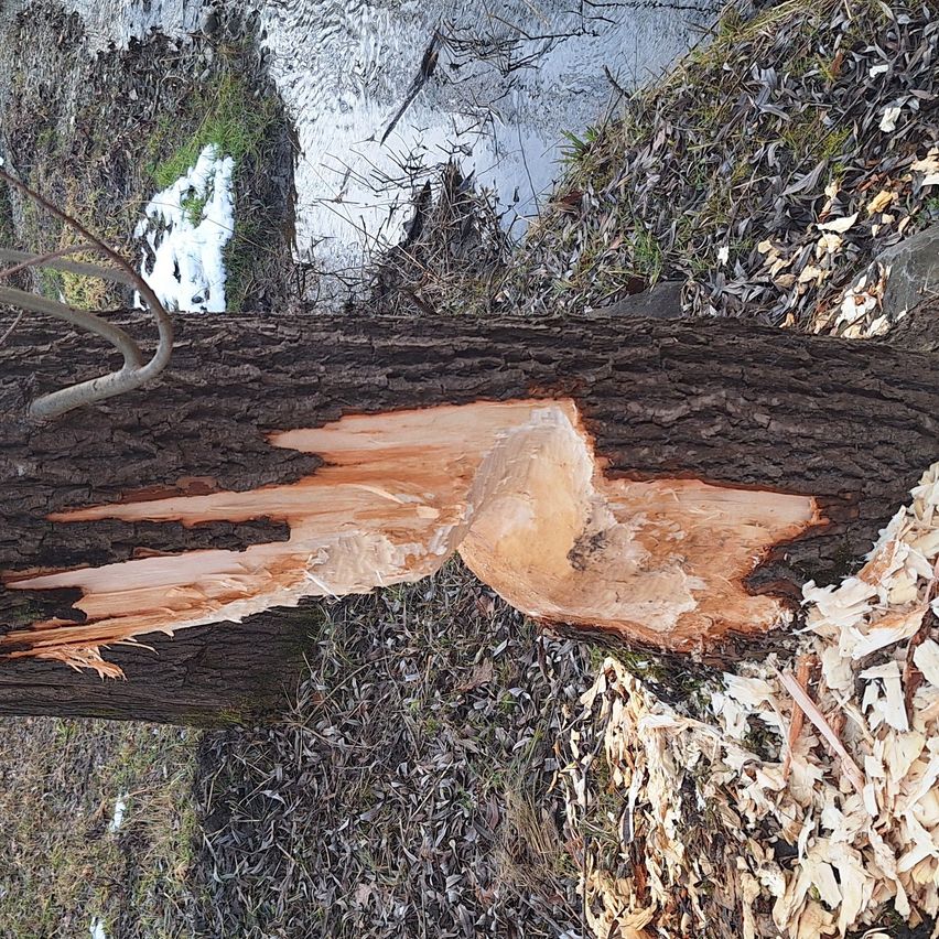 Ein Nahaufnahme eines Baumstamms mit erheblicher Rindenschädigung, die das innere Holz freilegt. Im Umfeld sind abgefallene Blätter und Zweige. Im Hintergrund fließt ein Bach durch eine grüne Landschaft.