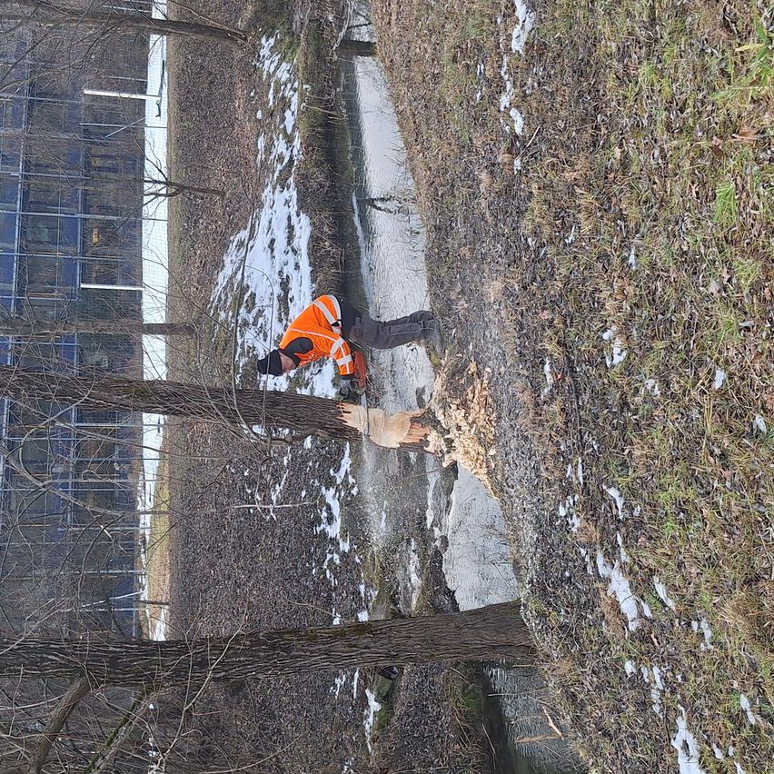 Eine Person in einer orangefarbenen Sicherheitsjacke sÃ¤gt mit einer MotorsÃ¤ge einen Baum in der NÃ¤he einer StraÃe ab.