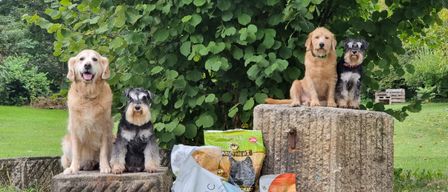 Vier Hunde sitzen auf Steinblöcken im Freien. Zwei sind Golden Retriever, einer ist ein Schnauzer und der andere ein Schnauzer-Mix. Verschiedene Hundefutterprodukte sind vor ihnen verstreut.