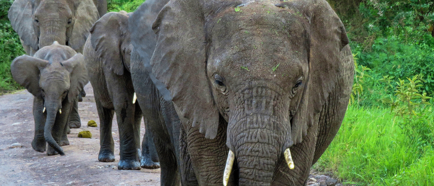 Bild enthält, Animal, Elephant, Mammal, Wildlife