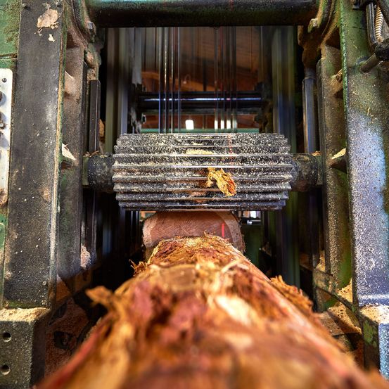 Eine Nahaufnahme eines Baumstamms, der von einer Maschine verarbeitet wird. Der Stamm wird von Metallstangen gehalten und durchläuft einen Sägeprozess.