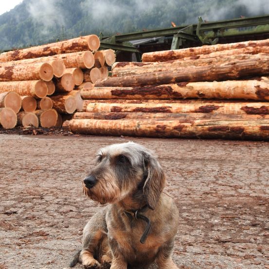 Ein Drahthaarhund sitzt vor einem großen Haufen geschnittener Holzstämme vor einem Berg im Hintergrund auf dem Boden.