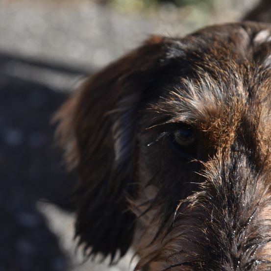 Eine Nahaufnahme des nassen, braunen Gesichts eines Hundes mit fokussierten Augen und nassem Fell, das nach vorne schaut, mit Wassertropfen auf der Nase.