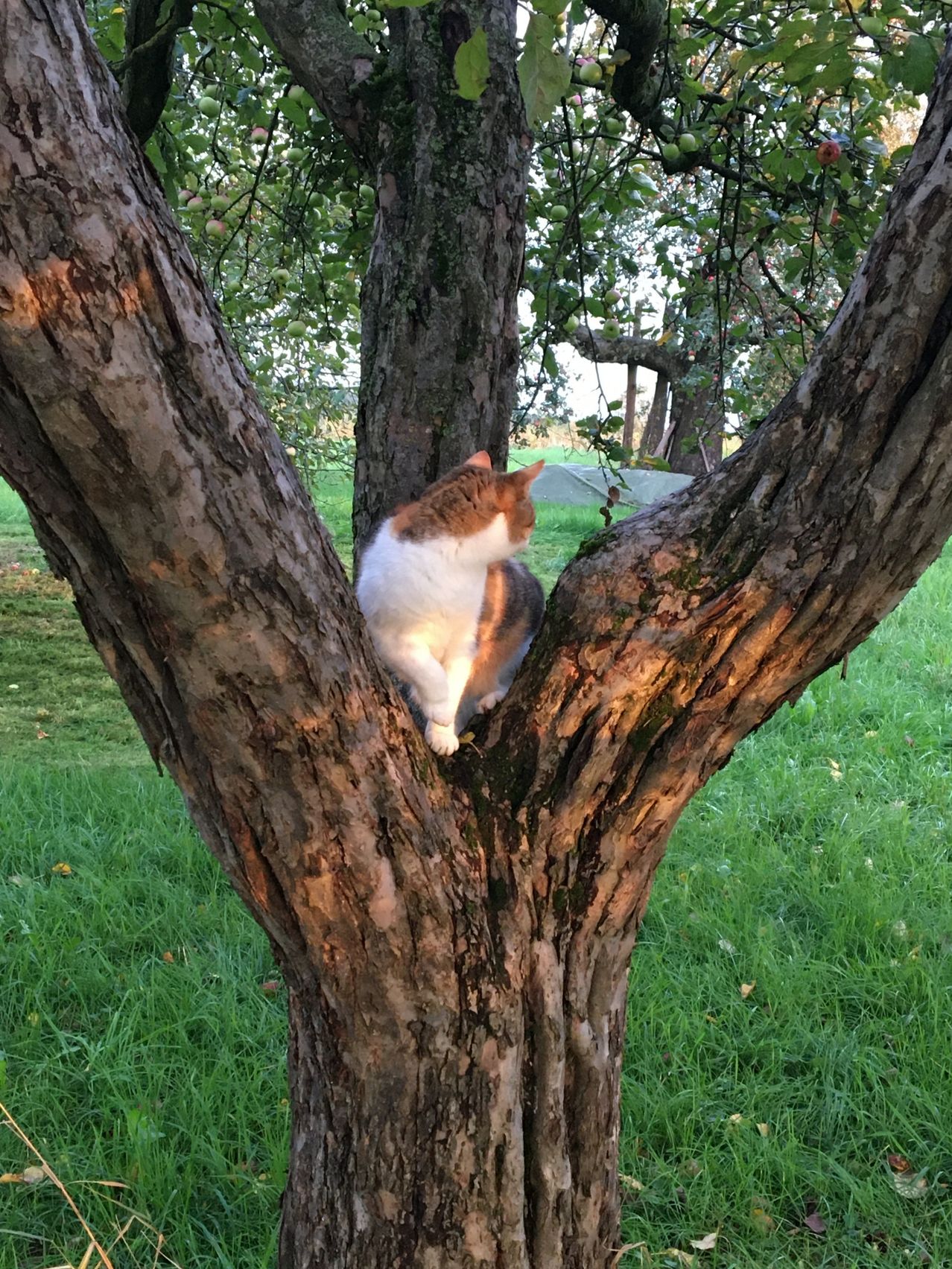 Eine Katze sitzt in einem Baum mit Äpfeln, die von den Ästen hängen. Der Baum ist groß und hat einen dicken Stamm. Die Katze schaut von ihrem Sitzplatz aus.