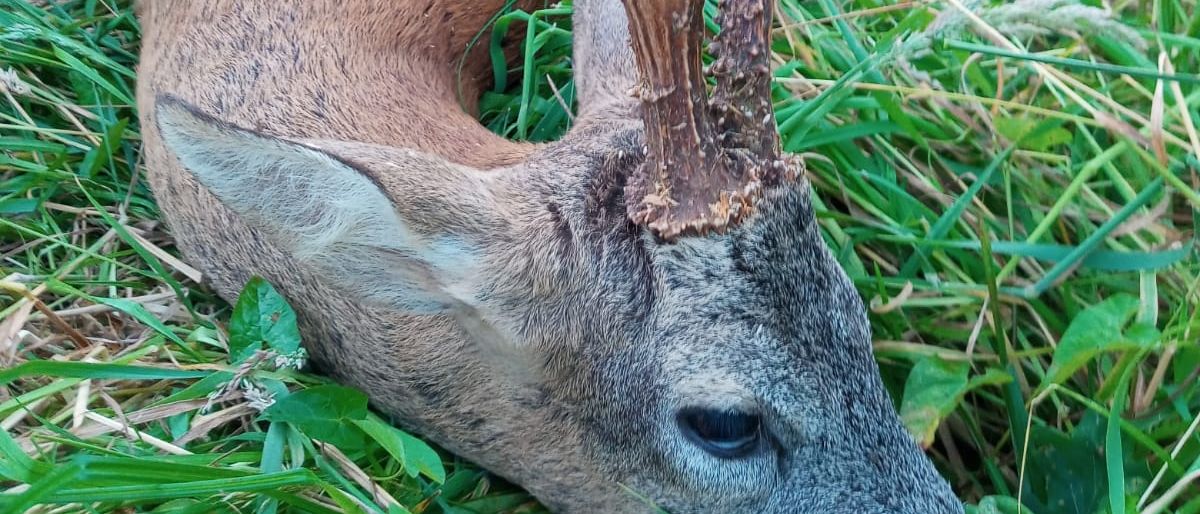 Bild enthält, Animal, Deer, Mammal, Wildlife, Antler, Elk, Antelope