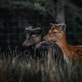 Animal, Deer, Mammal, Wildlife, Antelope, Cattle, Cow, Livestock