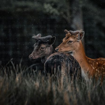 Bild enthält, Animal, Deer, Mammal, Wildlife, Antelope, Cattle, Cow, Livestock