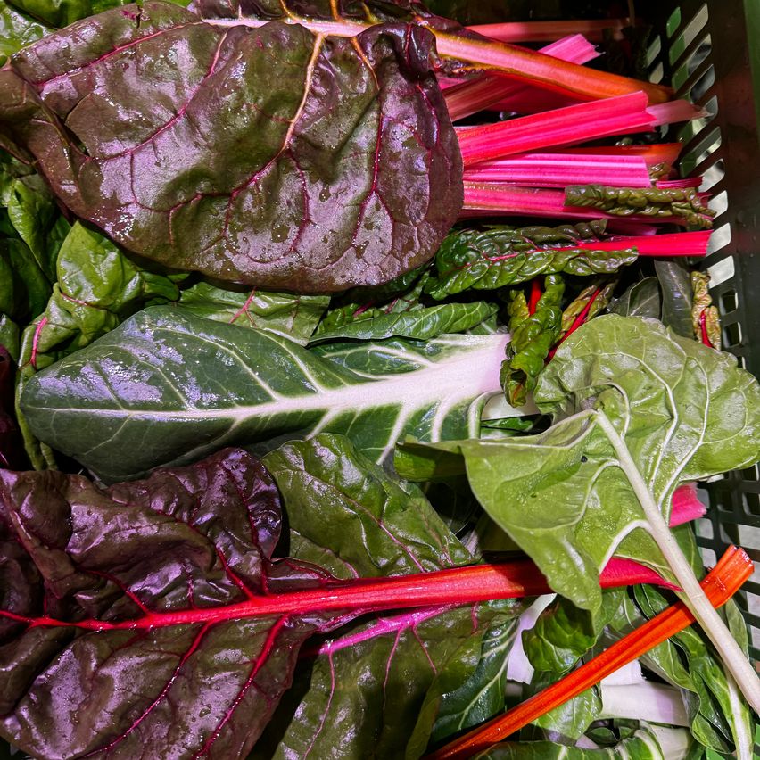 Ein Nahaufnahme von einem Korb gefüllt mit verschiedenen frischen Gemüsesorten, darunter rote und grüne Mangold sowie rote Rüben.