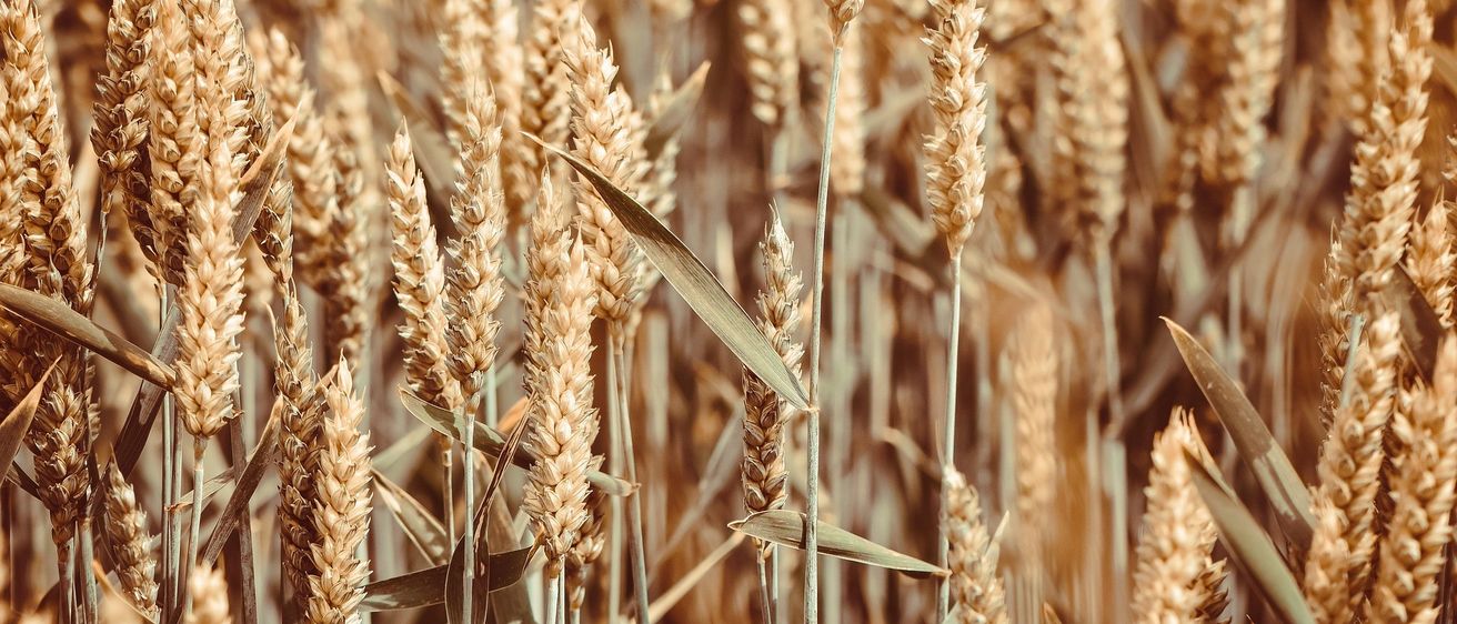 Eine Nahaufnahme von goldenen Weizenhalmen mit leicht geneigten Köpfen, die ein Feld reifen Weizens zur Ernte zeigen.