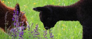Ein schwarzes Lamm frisst einige violette Blumen in einem Grasfeld. Ein weiteres Lamm ist auf der linken Seite zu sehen.