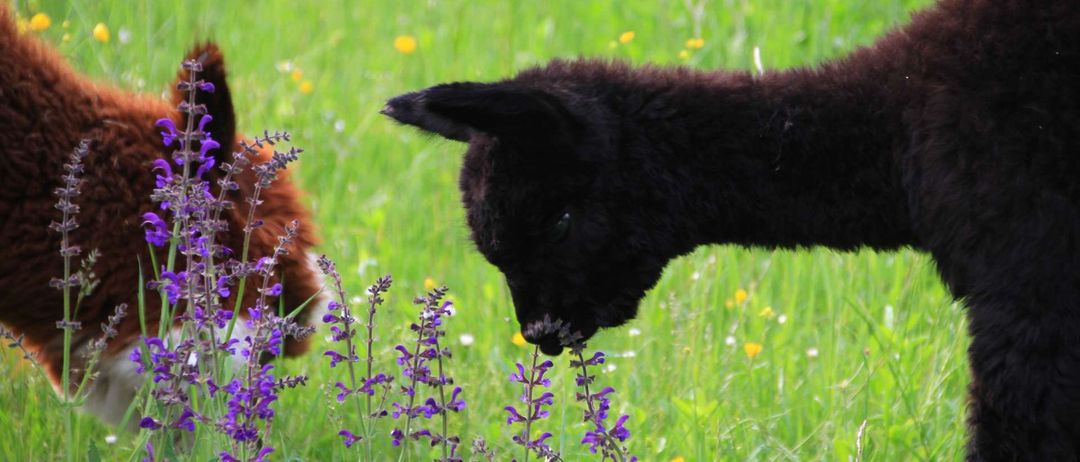 Ein schwarzes Lamm frisst einige violette Blumen in einem Grasfeld. Ein weiteres Lamm ist auf der linken Seite zu sehen.