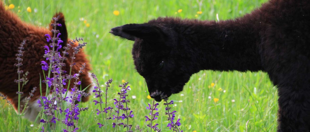 Ein schwarzes Lamm frisst einige violette Blumen in einem Grasfeld. Ein weiteres Lamm ist auf der linken Seite zu sehen.