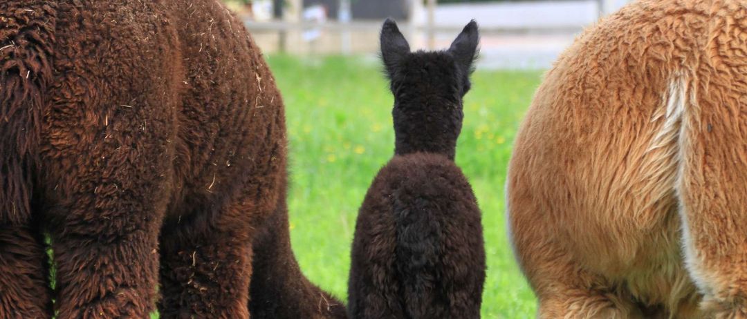 Ein braunes Alpaka steht auf einer grasbewachsenen Wiese, hinter ihm ein weiteres Alpaka und rechts ein braunes Alpakabein.