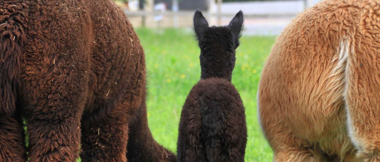 Ein braunes Alpaka steht auf einer grasbewachsenen Wiese, hinter ihm ein weiteres Alpaka und rechts ein braunes Alpakabein.