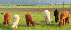 Drei Alpakas grasen auf einer Wiese mit einem Hintergrund von Bergen und einem gepflügten Feld. Die Alpakas sind braun, weiß und hellbraun.