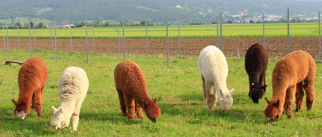 Drei Alpakas grasen auf einer Wiese mit einem Hintergrund von Bergen und einem gepflügten Feld. Die Alpakas sind braun, weiß und hellbraun.