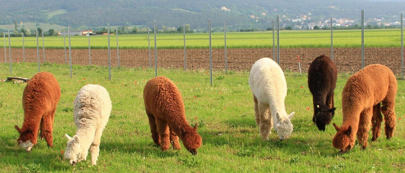 Drei Alpakas grasen auf einer Wiese mit einem Hintergrund von Bergen und einem gepflügten Feld. Die Alpakas sind braun, weiß und hellbraun.