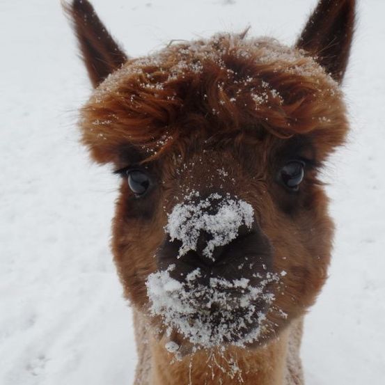 Stonefield Alpacas Aus Weikersdorf am Steinfelde