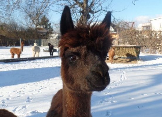Sina - Stonefield Alpacas Weikersdorf am Steinfelde