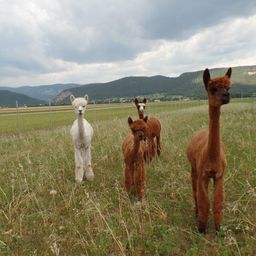 Luciano, Alvaro, Amaretto, Callisto de Brown