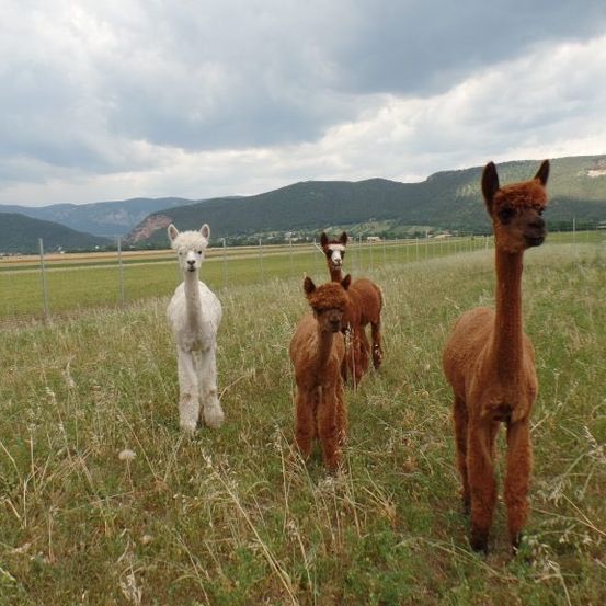 Luciano, Alvaro, Amaretto, Callisto de Brown