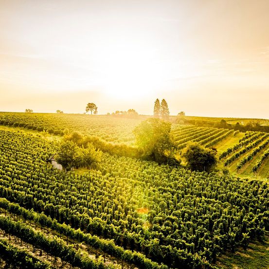 Bild enthält, Nature, Outdoors, Countryside, Rural, Farm, Vineyard, Aerial View