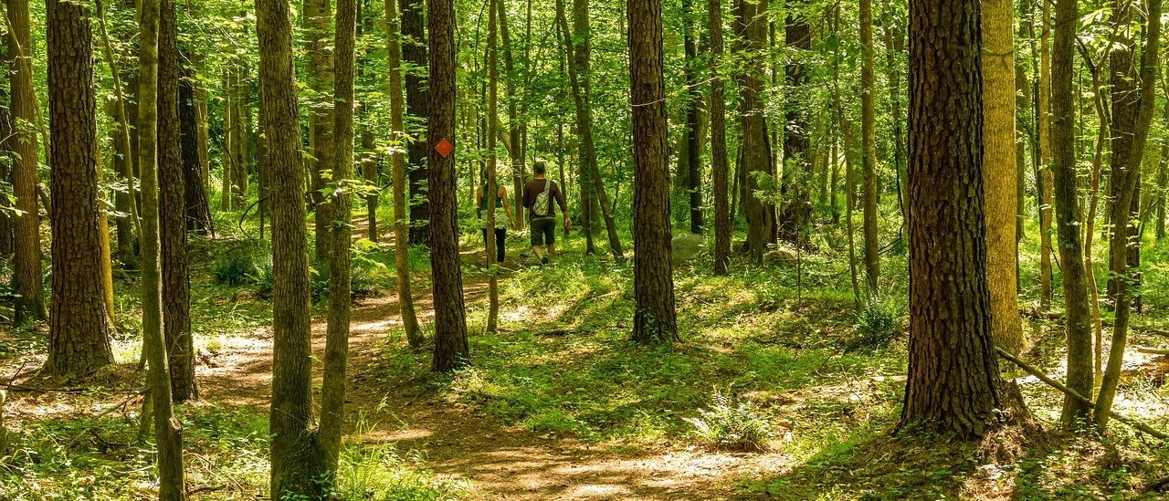 Zwei Personen wandern auf einem Waldweg, umgeben von hohen Bäumen und üppigem grünem Laub. Die Sonne scheint durch die Bäume und wirft Schatten auf den Boden.