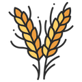 Illustration von Weizen mit goldenen Halmen und Blättern auf schwarzem Hintergrund, stilisiert mit einem modernen, abstrakten Design.