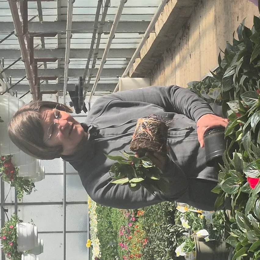 Eine Person hält eine Pflanze in einem Gewächshaus, umgeben von verschiedenen Blumen und Metallstrukturen.