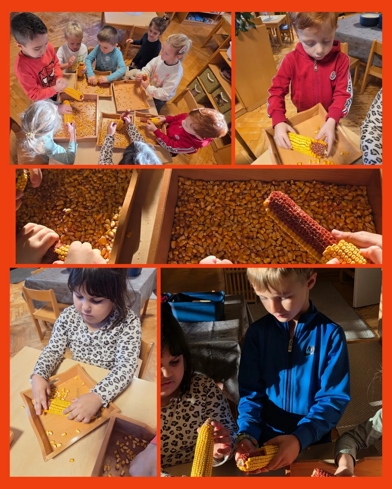 Eine Collage von Kindern, die mit Mais hantieren. Ein Kind hält einen Maiskolben, ein anderes hält ein Maiskorn und andere pflücken Maiskörner aus einer Kiste.